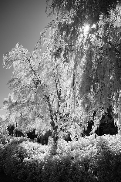willow IR