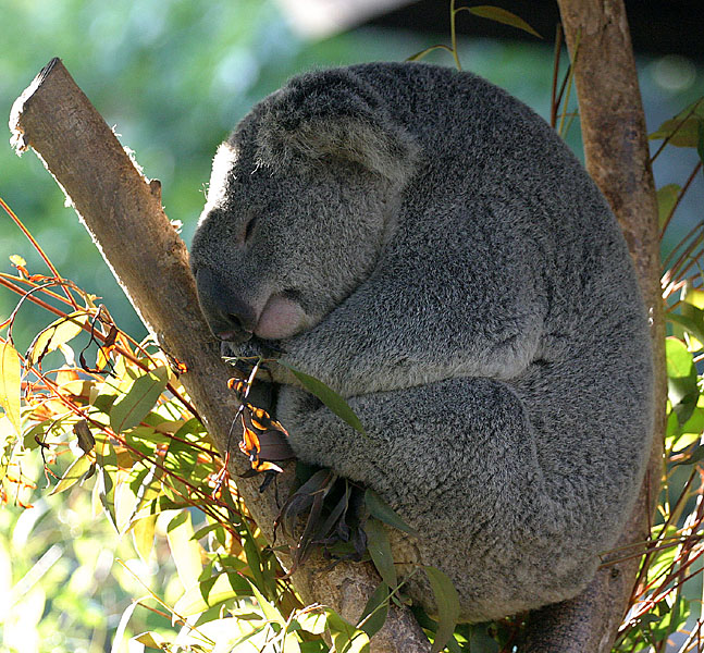 koala