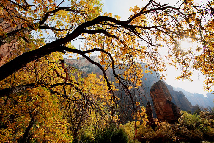 Zion Fall Color