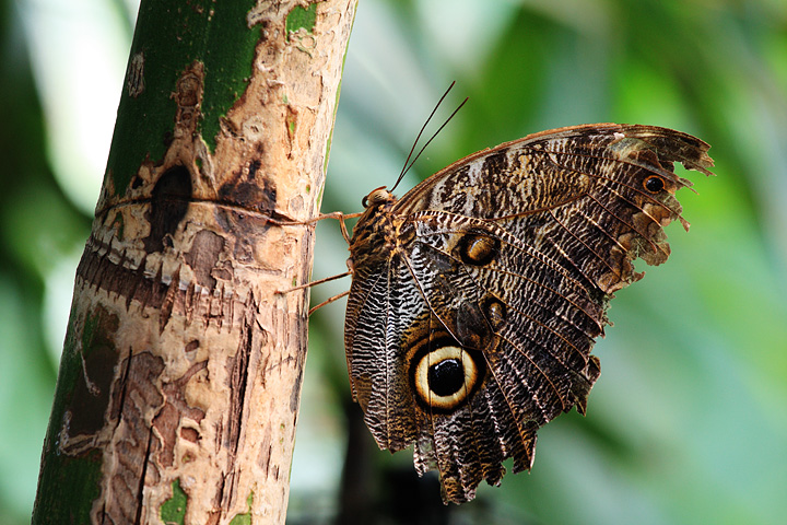 butterfly