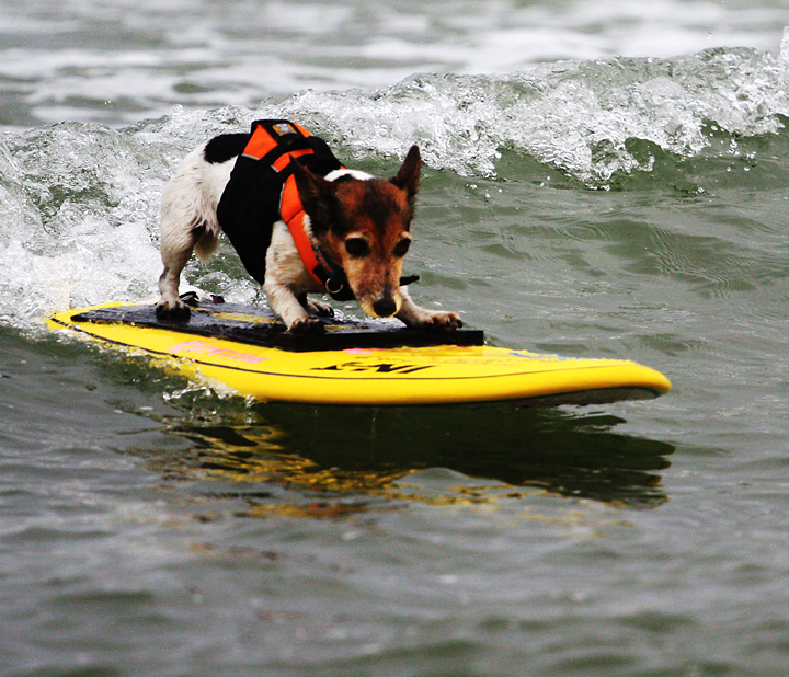 dog surf