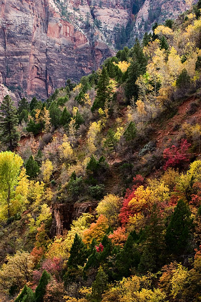 Zion fall