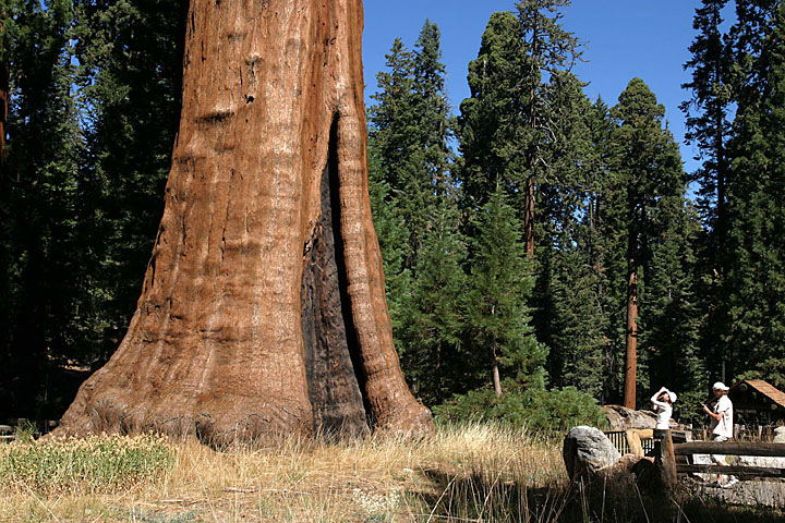 Sequoia