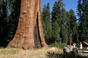 sequoia
